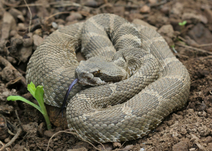 Northern Pacific Rattlesnake